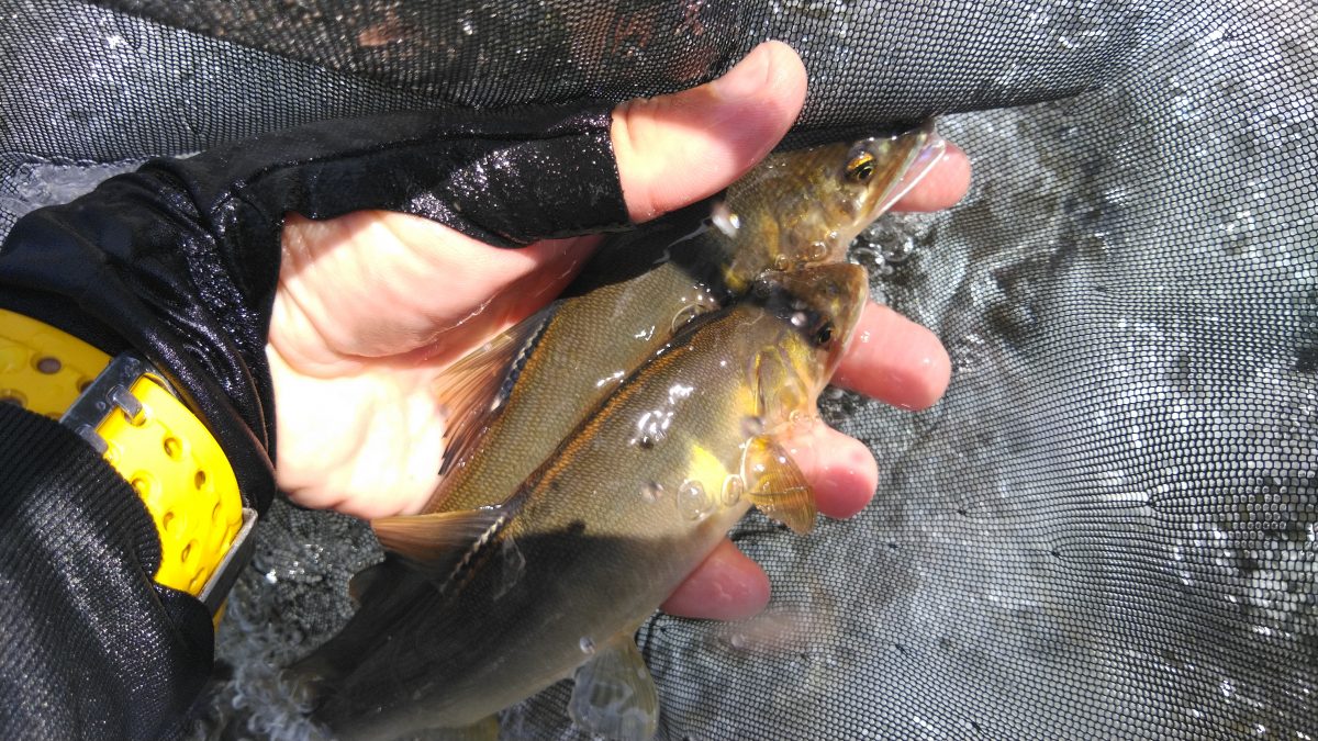 釣りあげられた鮎