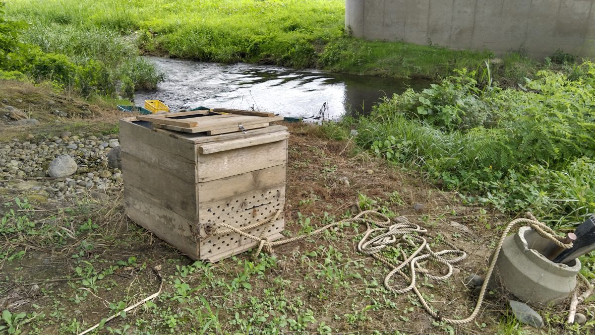 川から引き揚げられた生け簀