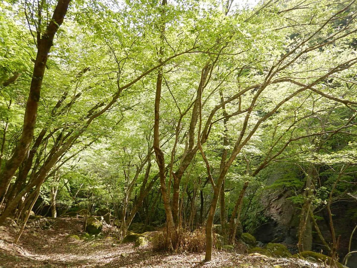 野営地