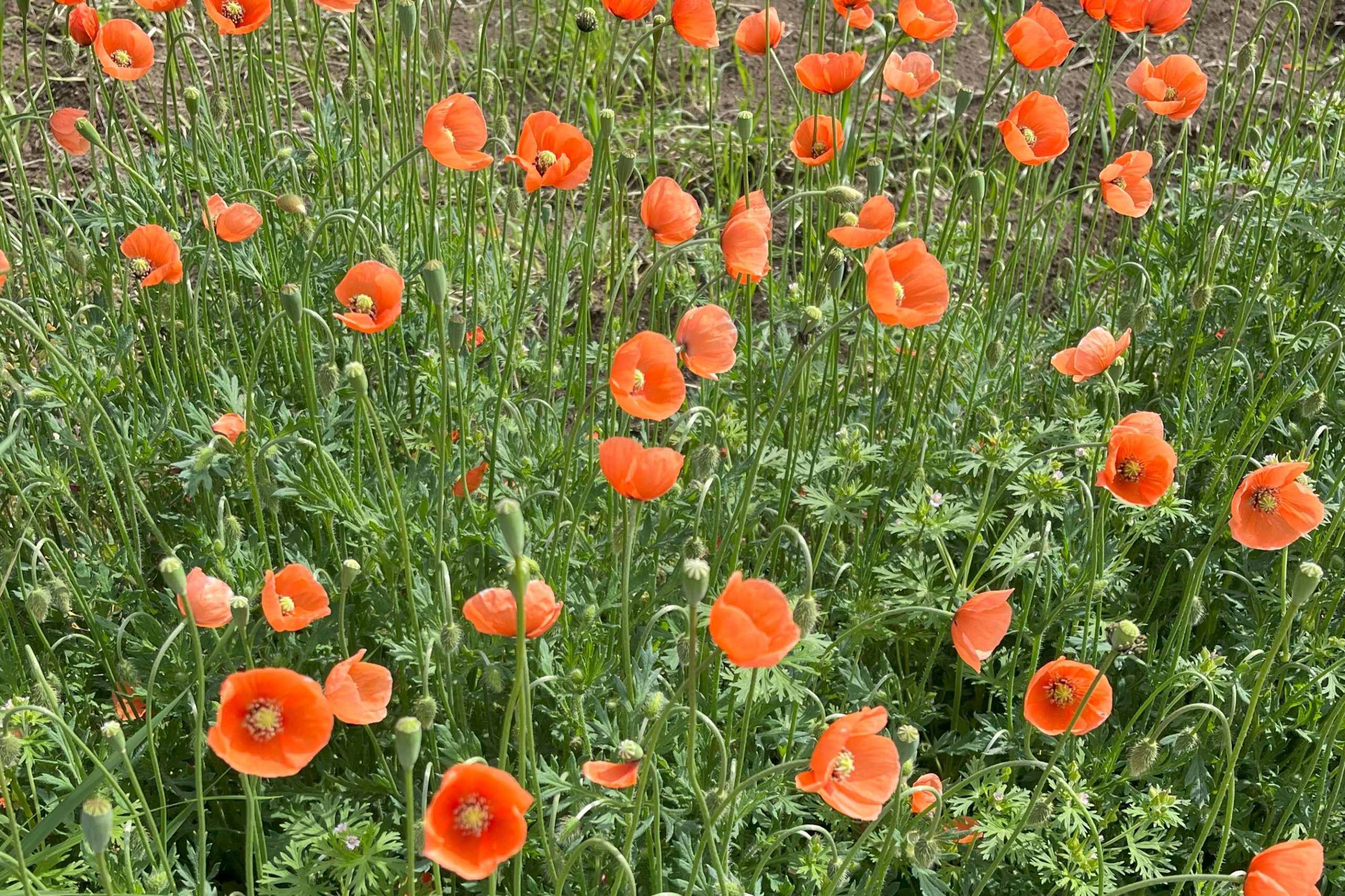 花はきれいだけど、触ると手がかぶれる！ナガミヒナゲシの毒性と注意点