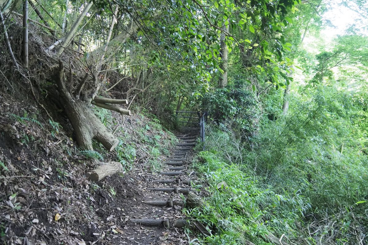 大野山　登山道