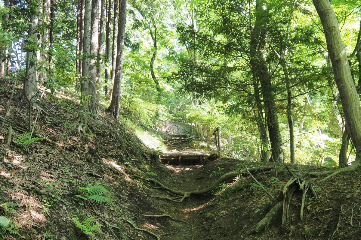 大野山　登山道