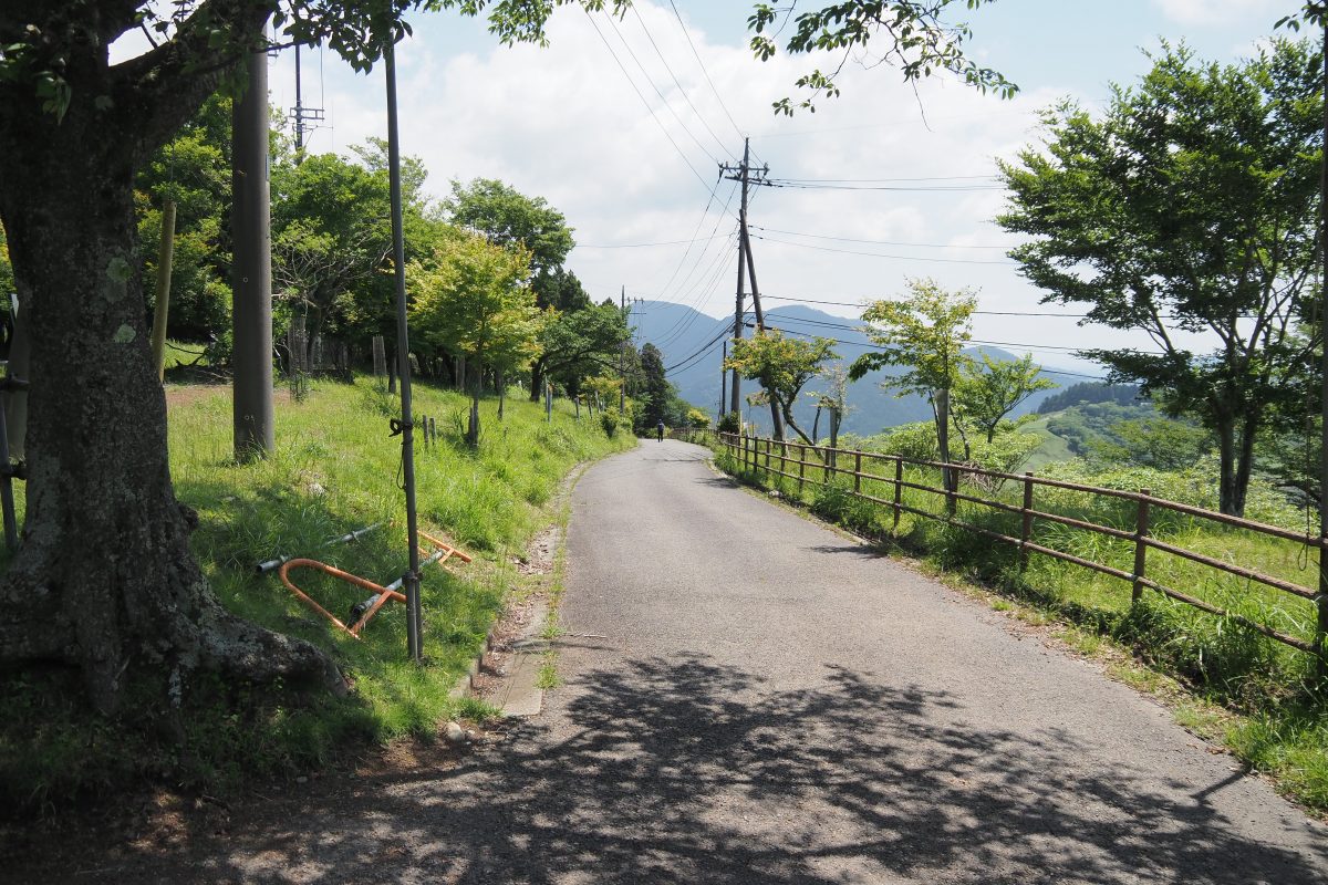 大野山　登山道