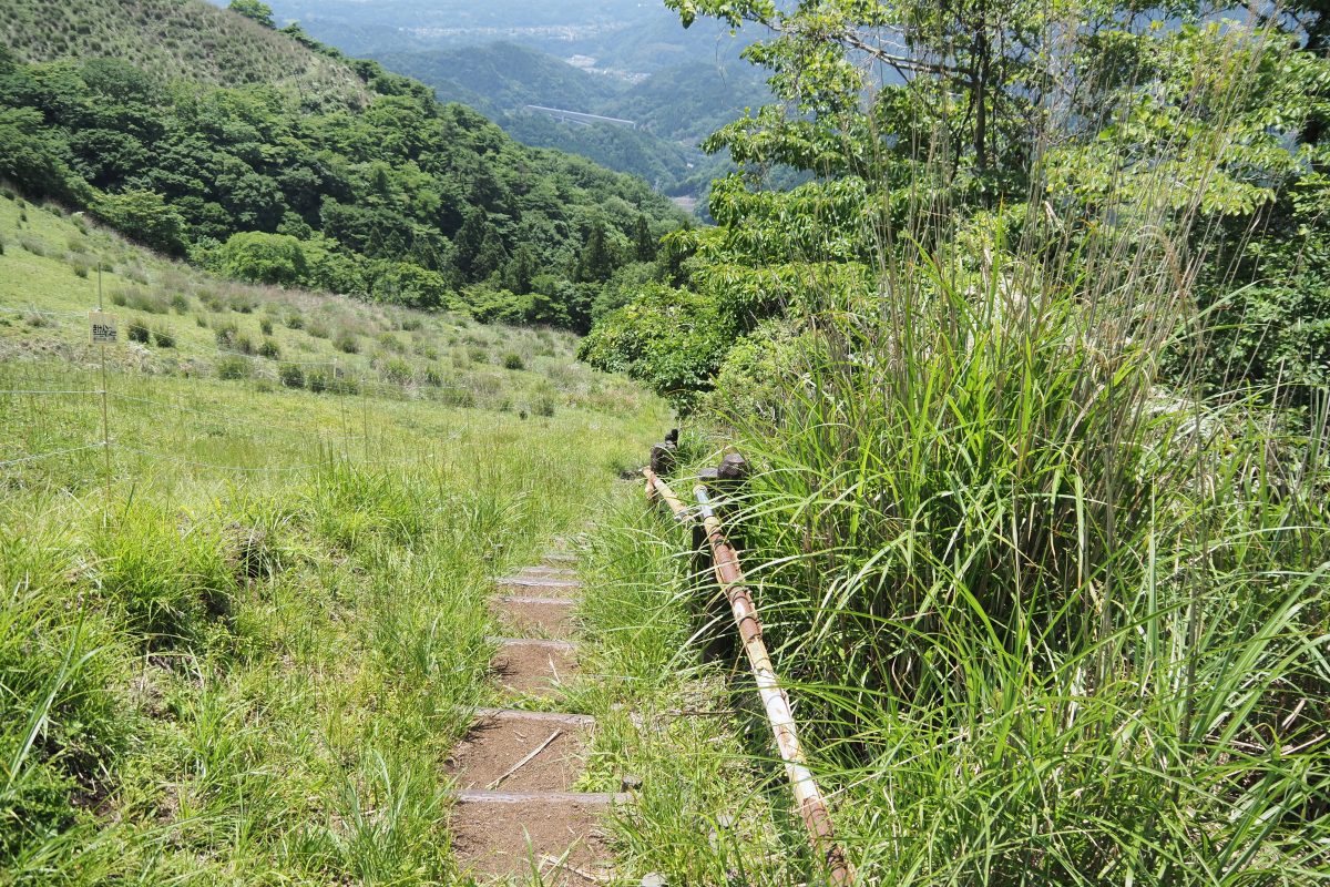 大野山　登山道