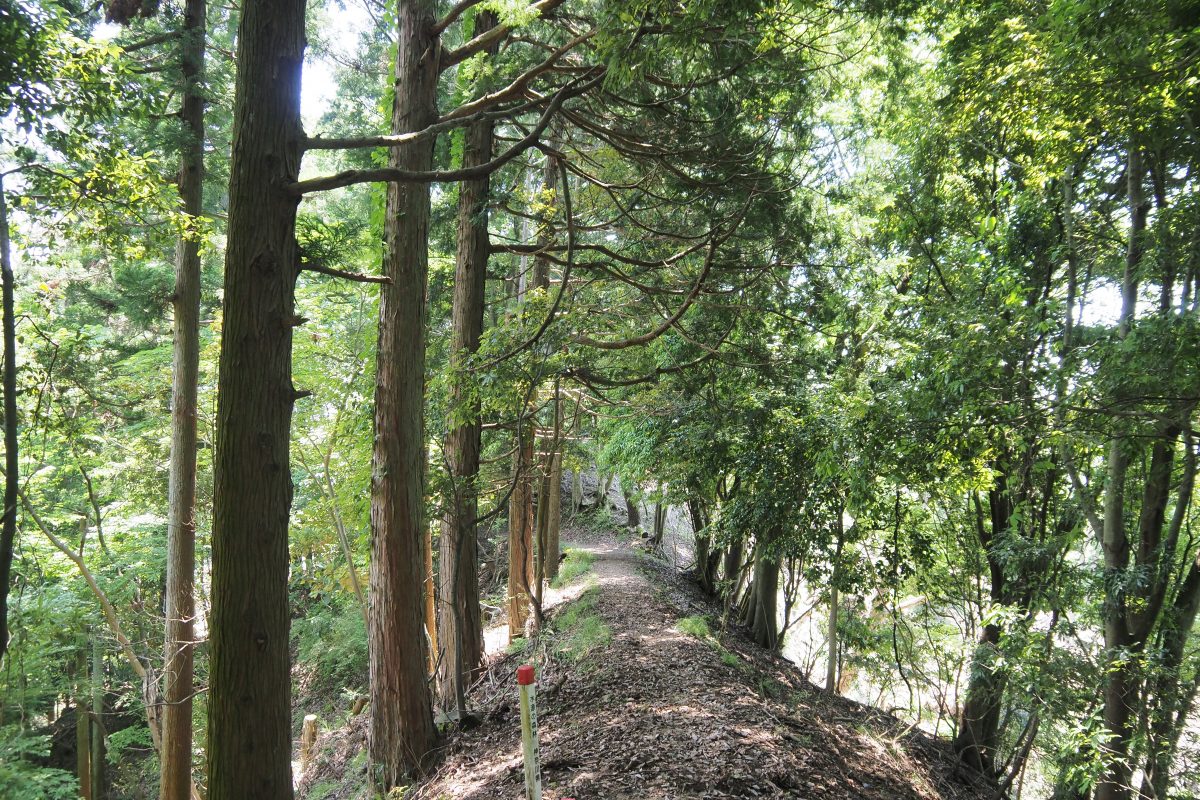 大野山　登山道