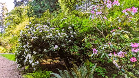 観光客の知らない秘密の花園「ワシントン・パーク・アーボリータム」【アメリカ西海岸・シアトルで絶景街ハイク（6）】