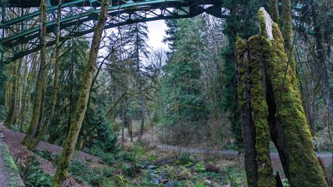 橋を見上げて気分爽快になる「ラベンナ・パーク」【アメリカ西海岸・シアトルで絶景街ハイク（3）】