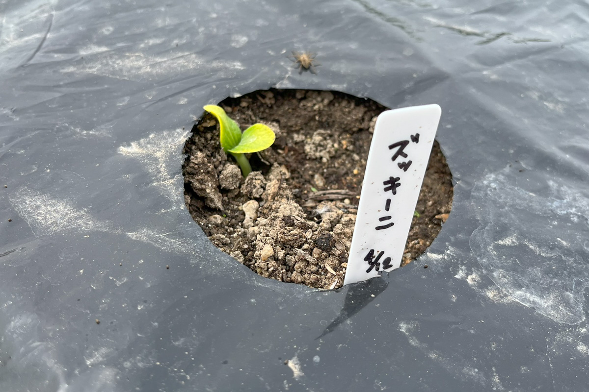 ズッキーニの芽