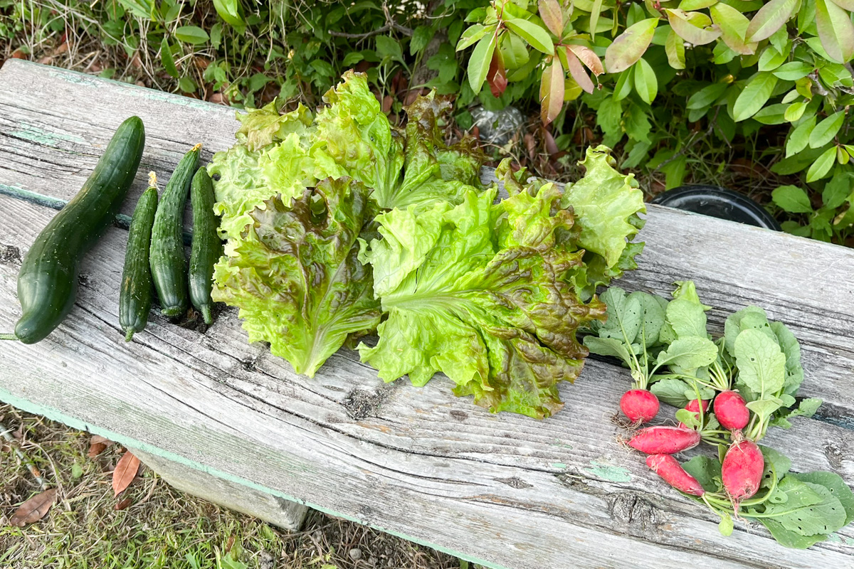 収穫した野菜