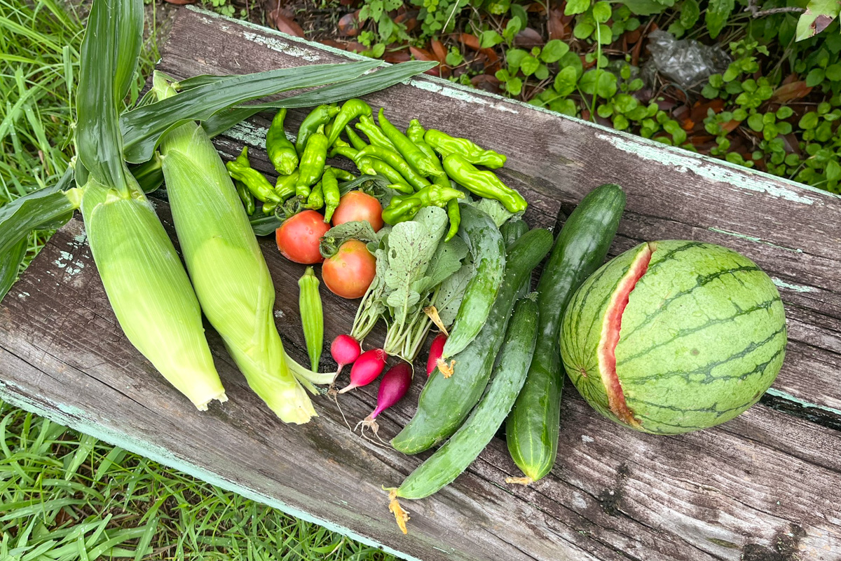 たくさんの野菜たち