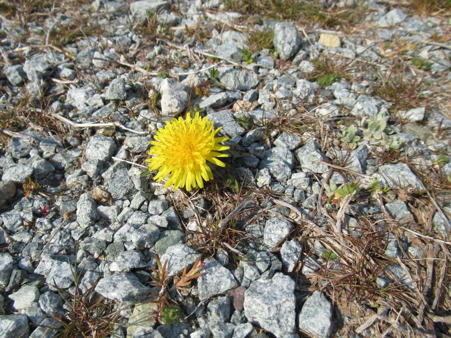 花の大きなタンポポ