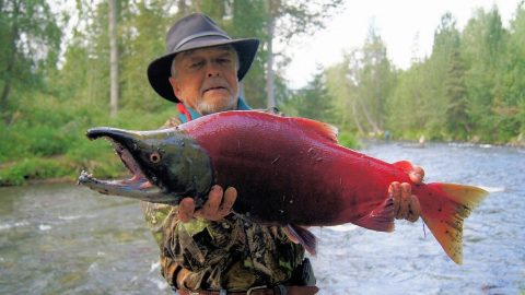 カナダを象徴する魚「サーモン」の不思議な生態のお話【動物ドッキリクイズ・その5】