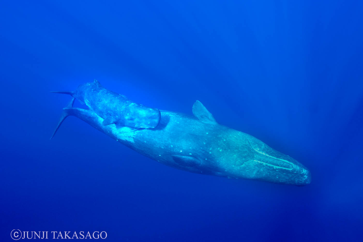 高砂淳二　クジラ