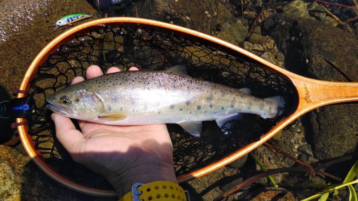 筆者が釣りあげたヤマメ