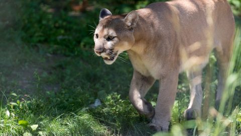 マウンテンライオンの獲物は？別名称は？【動物ドッキリクイズ・その4】