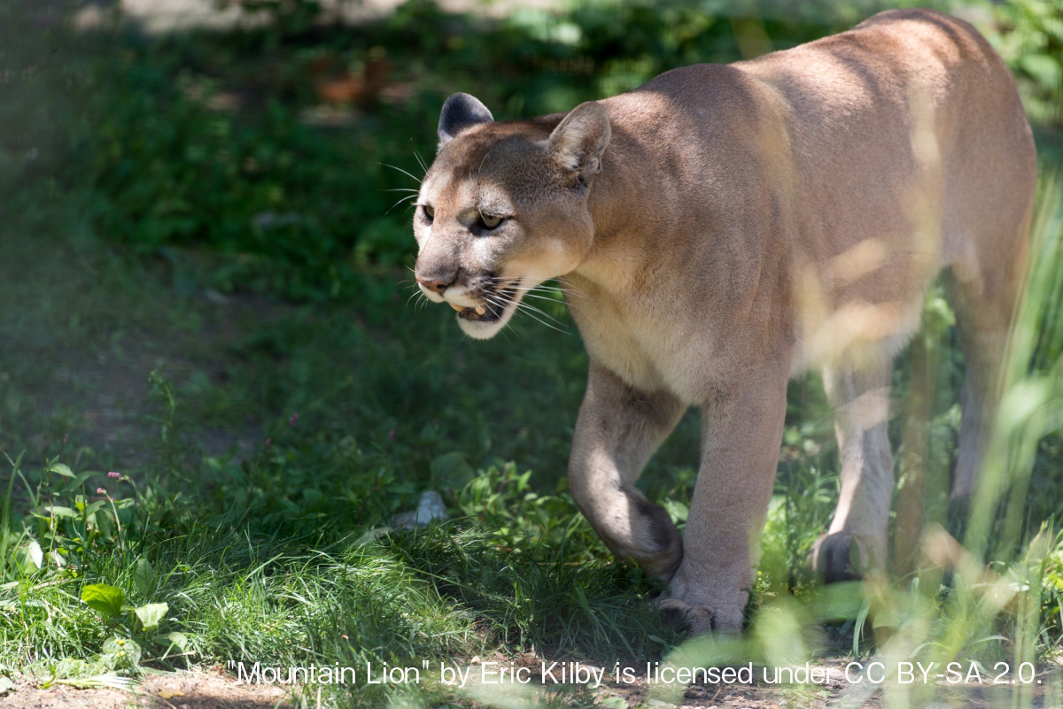 マウンテンライオンの獲物は？別名称は？【動物ドッキリクイズ・その4】