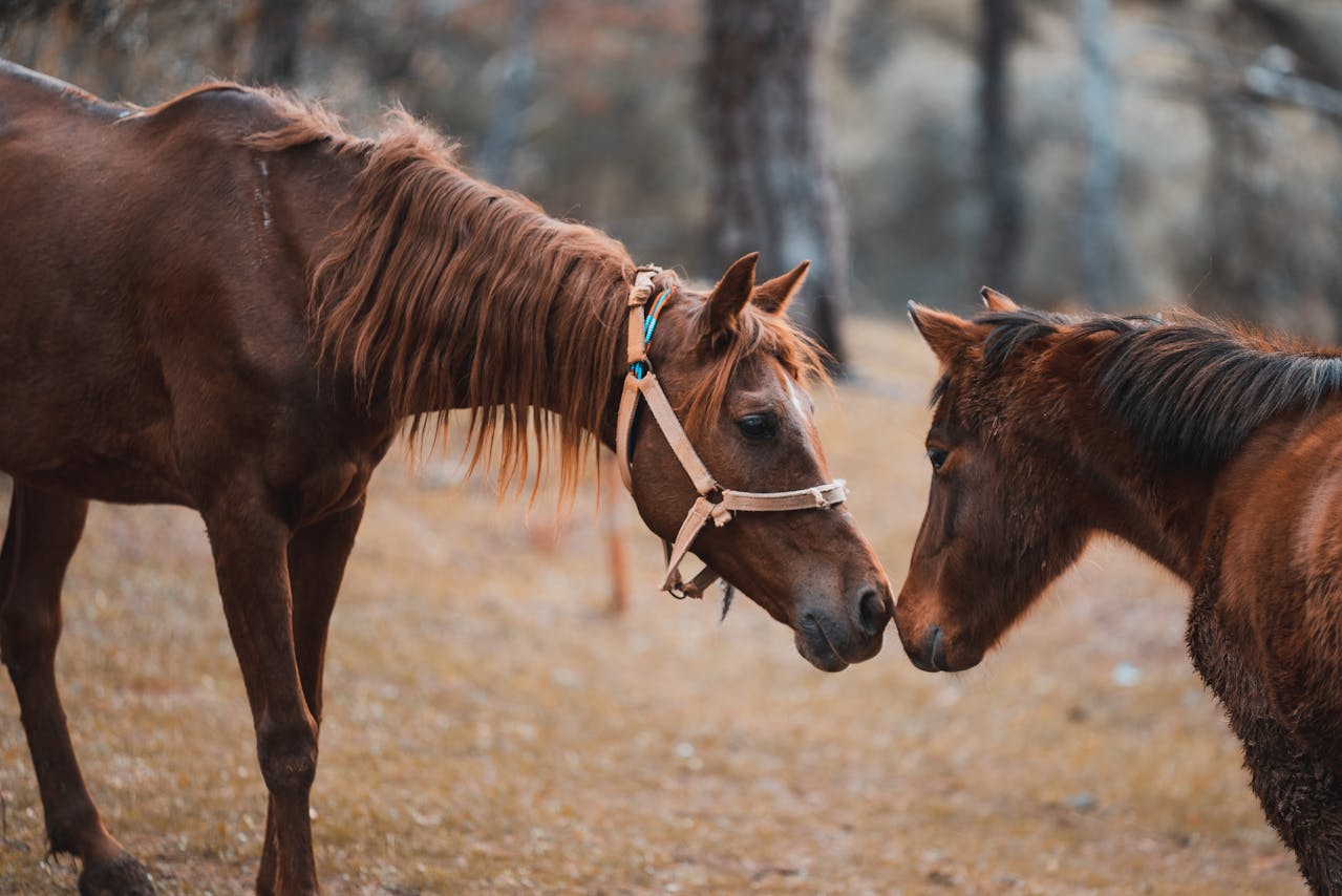 2頭の馬