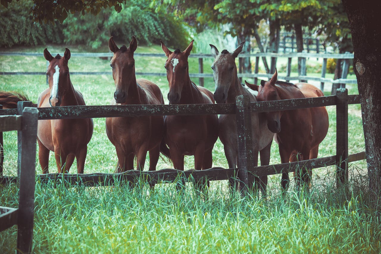 5頭の馬