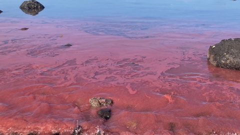 コバルトブルーの海が幻想的なピンクに染まる？そのわけは…【台湾の隠れ家リゾート・澎湖諸島めぐりvol.4】