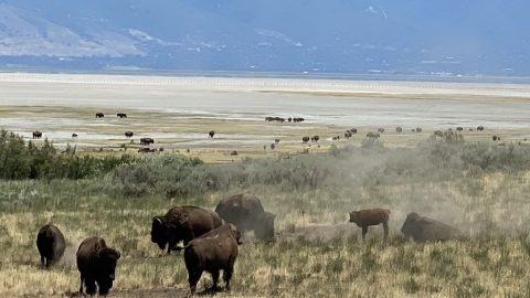 穏やかでおとなしそうだけど…アメリカバイソンってどんな動物？【動物ドッキリクイズ・その6】