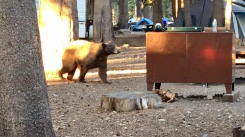 アメリカ・カリフォルニア州ではキャンプ場に出た熊を追い払わない？【動物ドッキリクイズ・その10】