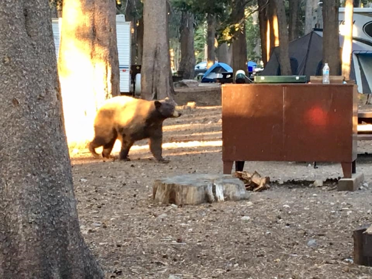 アメリカ・カリフォルニア州ではキャンプ場に出た熊を追い払わない？【動物ドッキリクイズ・その10】