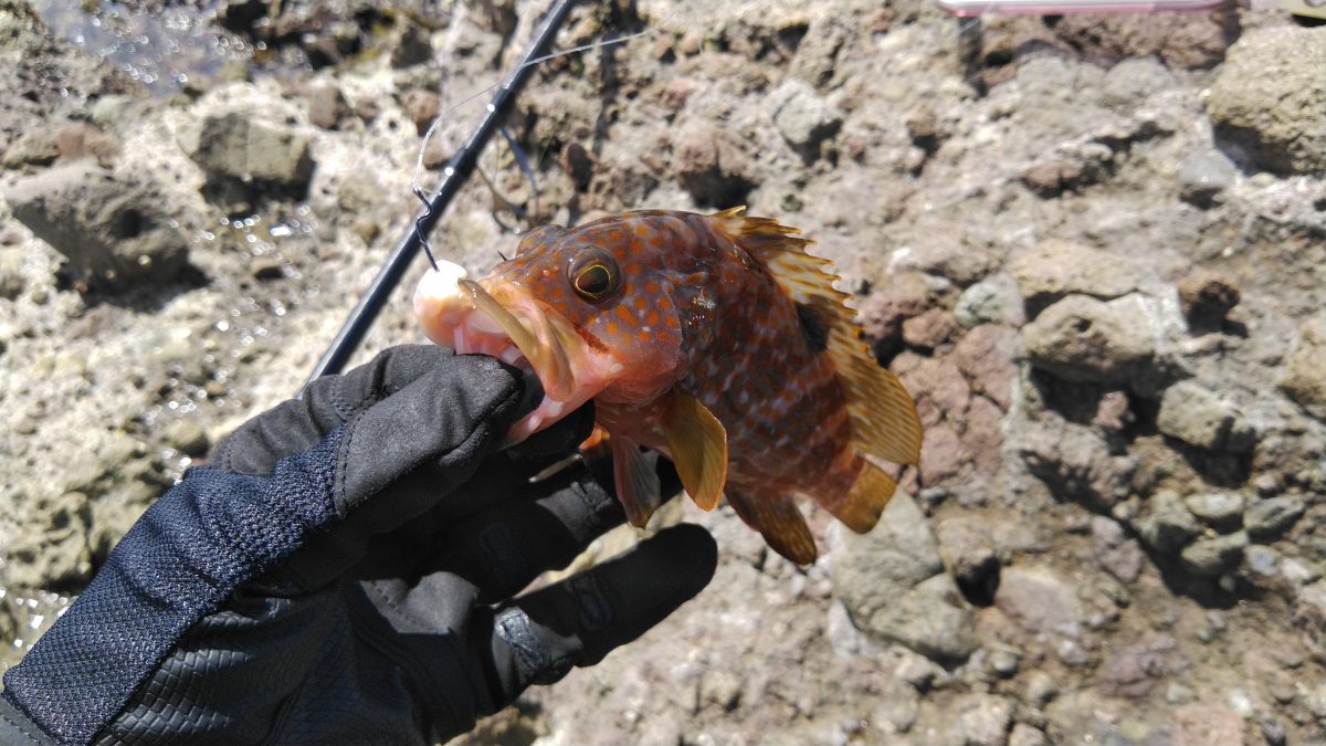 筆者が釣りあげたキジハタ