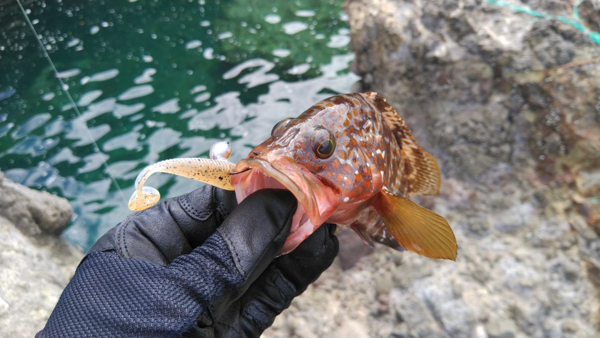 ソフトルアーで釣りあげたキジハタ