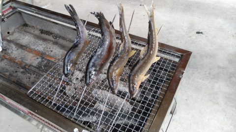 川魚をBBQコンロで焼くコツ！串打ちと塩で見栄えもよくなるぞ