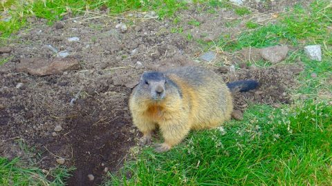 スイスではアイドル的存在の動物！マーモットの知られざる本性【動物ドッキリクイズ・その9】