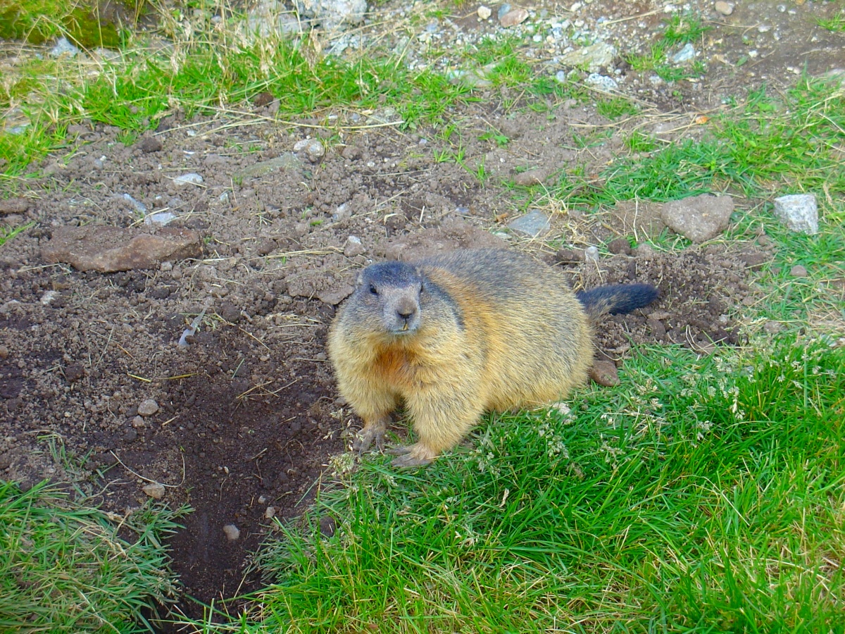 スイスではアイドル的存在の動物！マーモットの知られざる本性【動物ドッキリクイズ・その9】