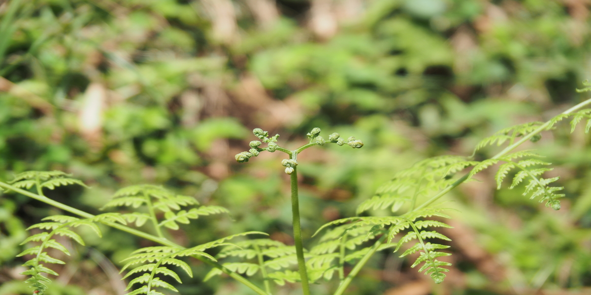 食べられる野草は何がある？季節別に写真付きで紹介！