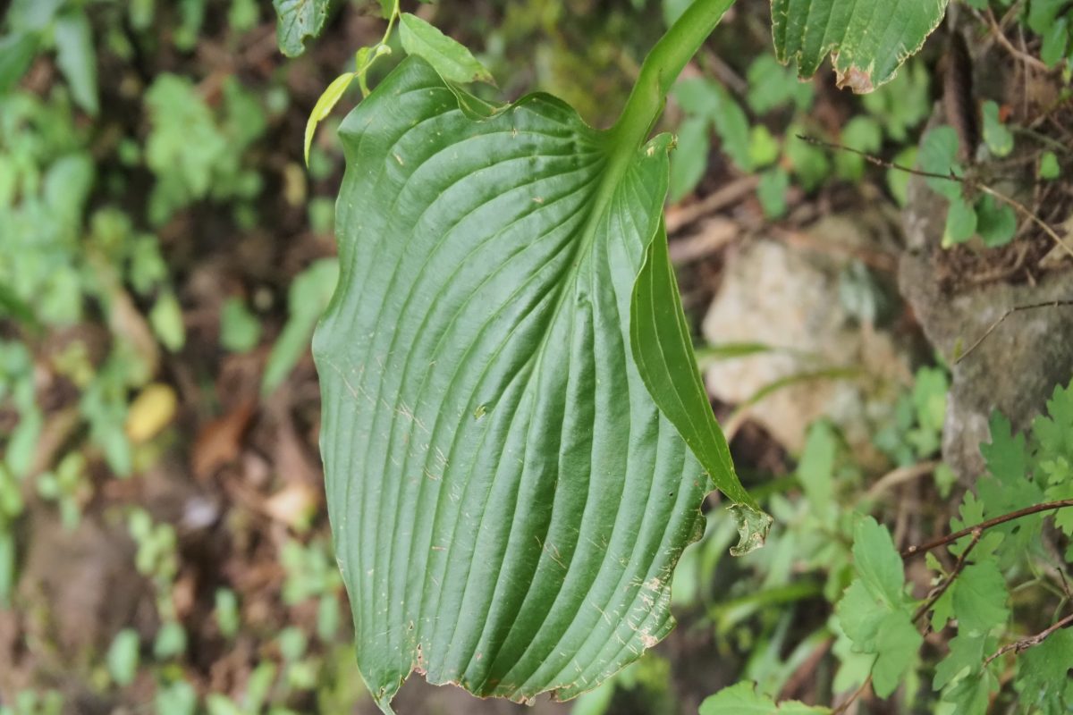 野草