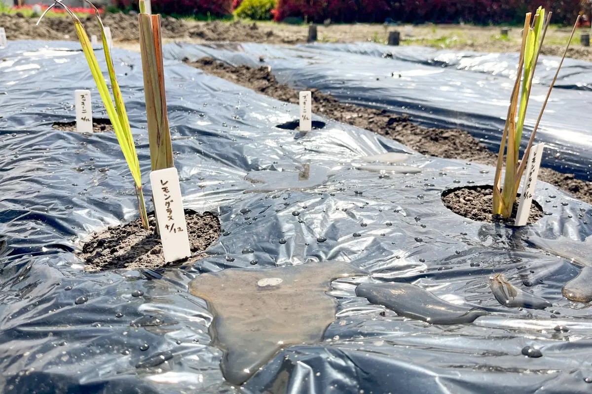 4月に苗を植え付けたレモングラス