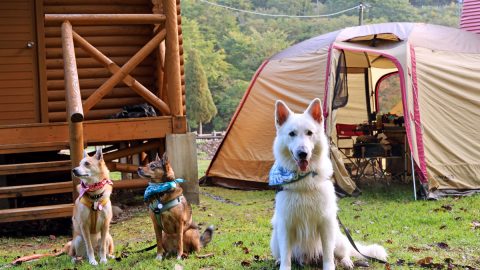 北海道犬連れキャンプ旅・前編〜美味しいもの盛りだくさんグルキャン編【災害救助 犬コアと家族の日記 Vol.21】