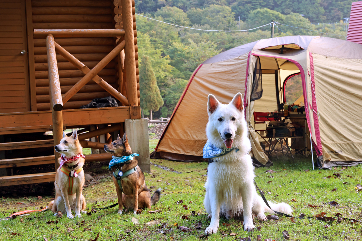 北海道犬連れキャンプ旅・前編〜美味しいもの盛りだくさんグルキャン編【災害救助 犬コアと家族の日記 Vol.21】