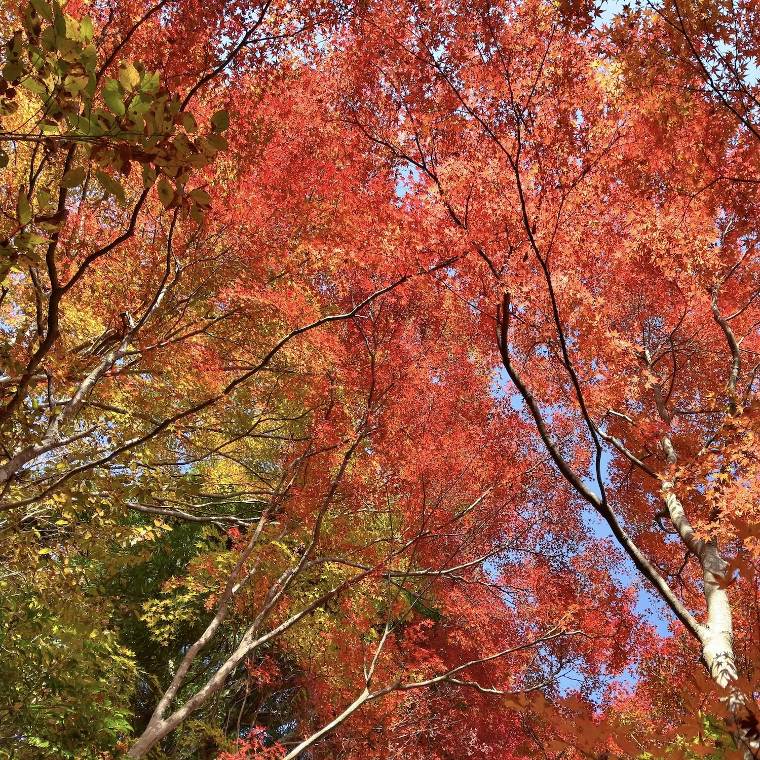 紅葉イメージ