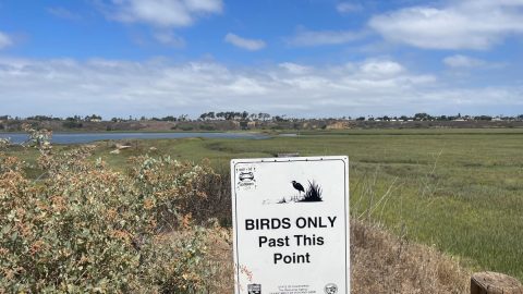 ロサンゼルス屈指の人気を誇るビーチ。その近くに広がる2カ所の「野鳥のサンクチュアリ」とは