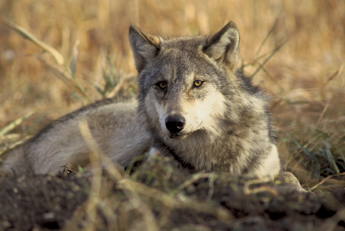 カリフォルニアで絶滅したはずのオオカミが１世紀ぶりに復活した理由とは？生態も【動物ドッキリクイズ・その12】