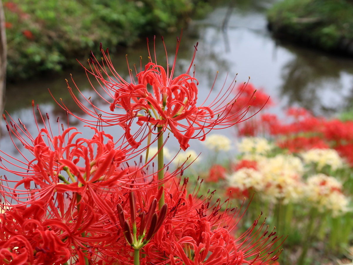 白い彼岸花