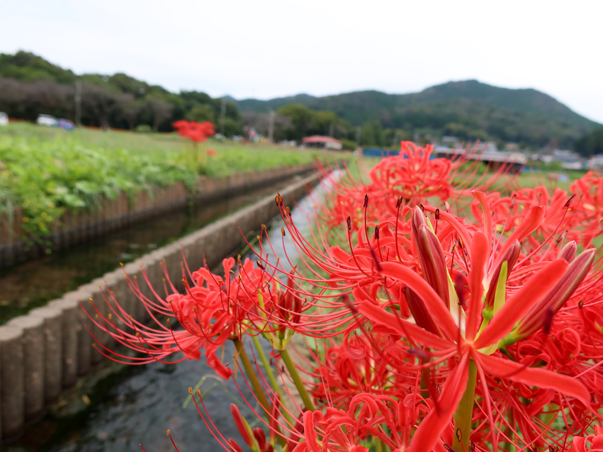 会場のお向かいにある日和田山