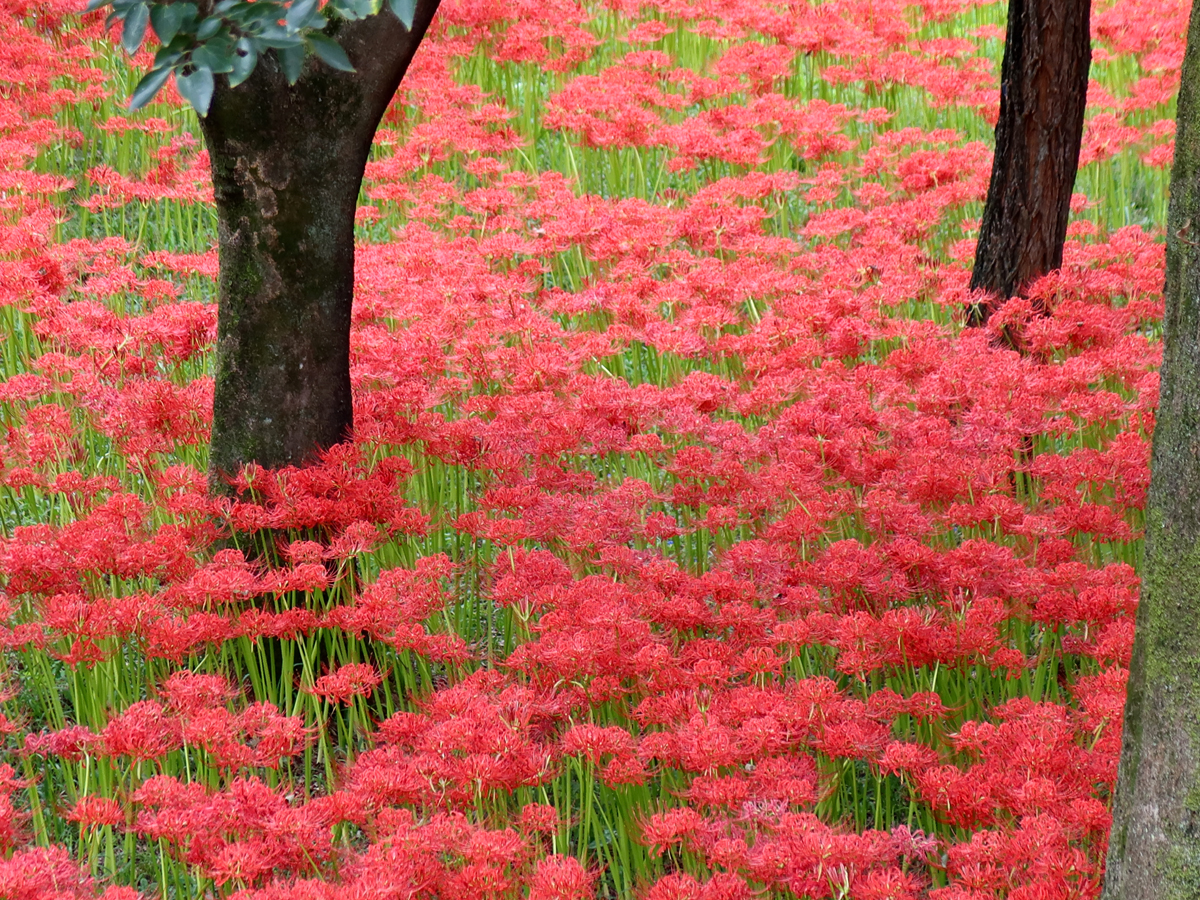 彼岸花