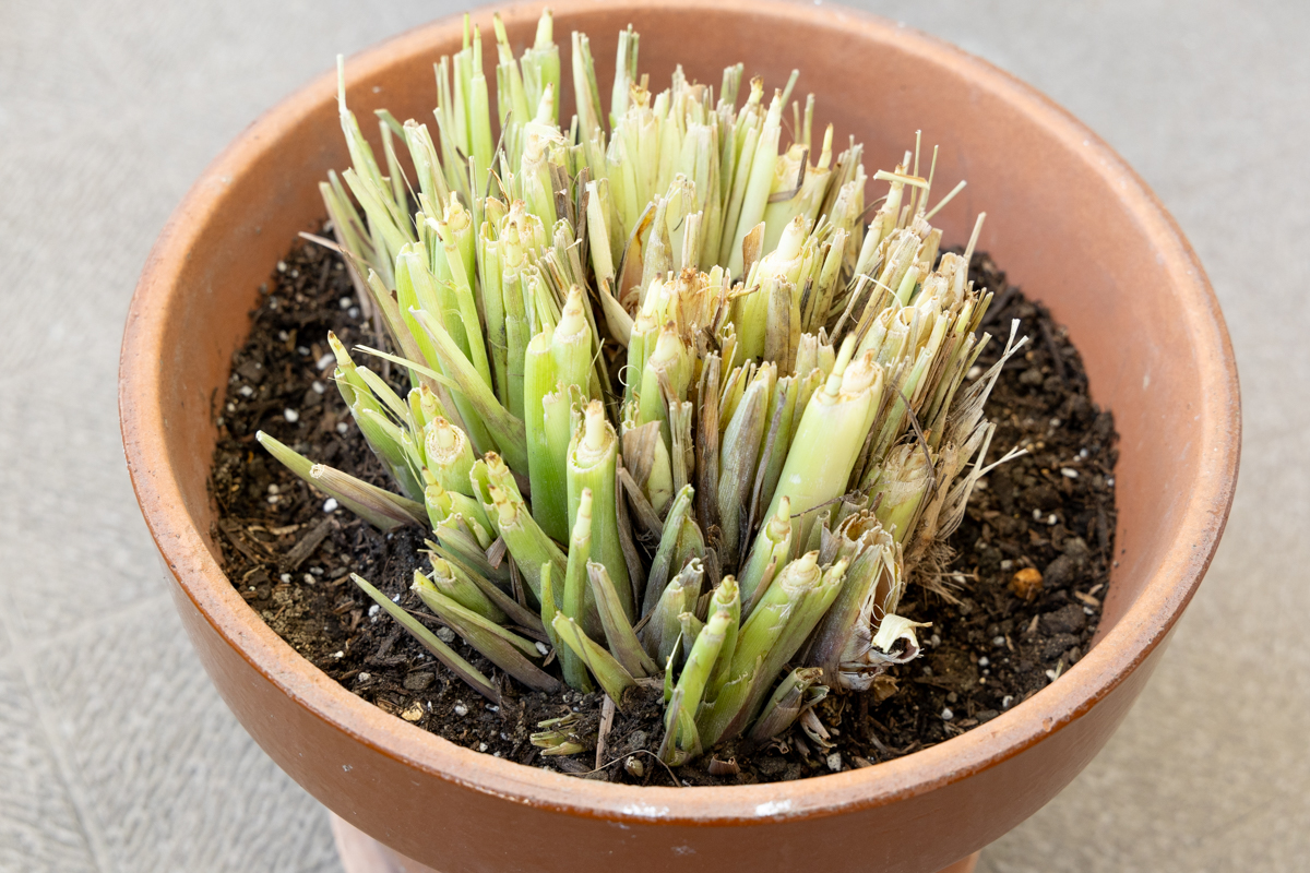 鉢植えにしたレモングラス