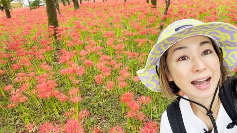 たまには平日ひとり旅。埼玉県日高市の「巾着田曼珠沙華まつり」と日和田山トレッキングへ