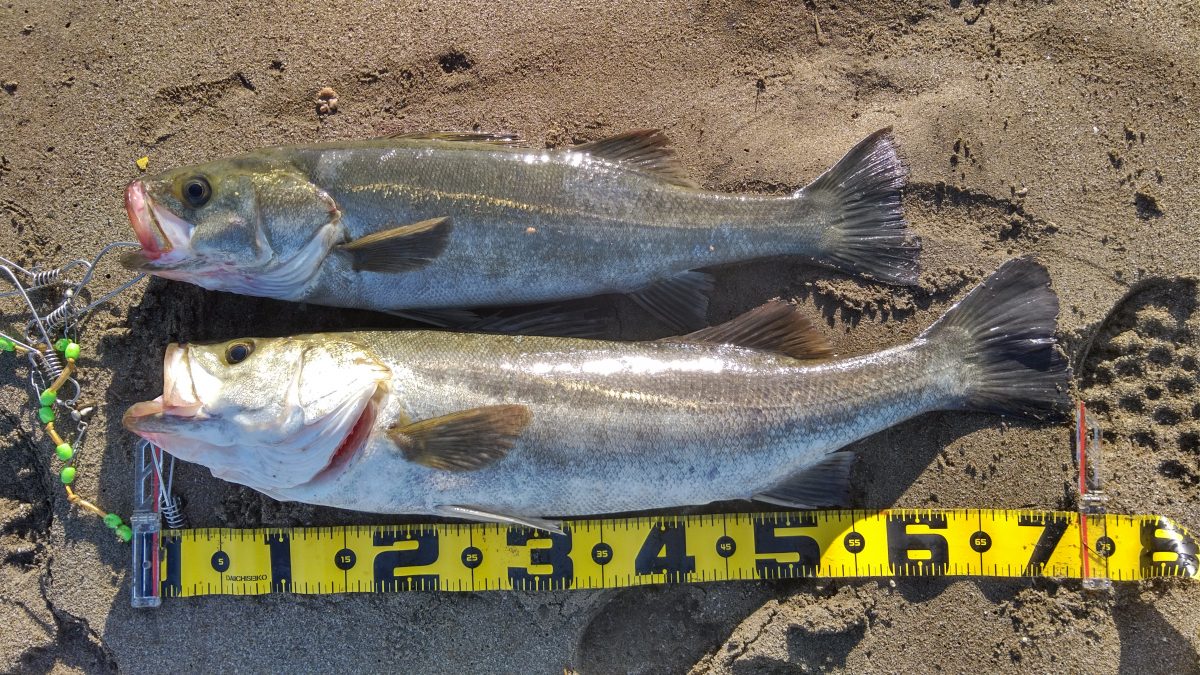 釣り上げられたシーバス（スズキ）