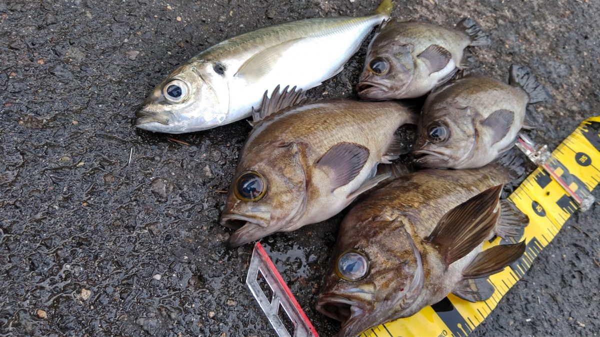 釣り上げられたアジとメバル