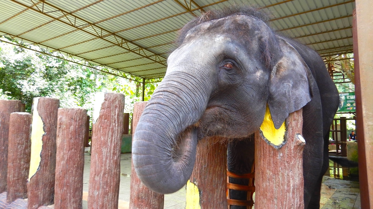 マレーシアの国立保護センターで野生のアジアゾウと触れ合い、ジャングルを体感