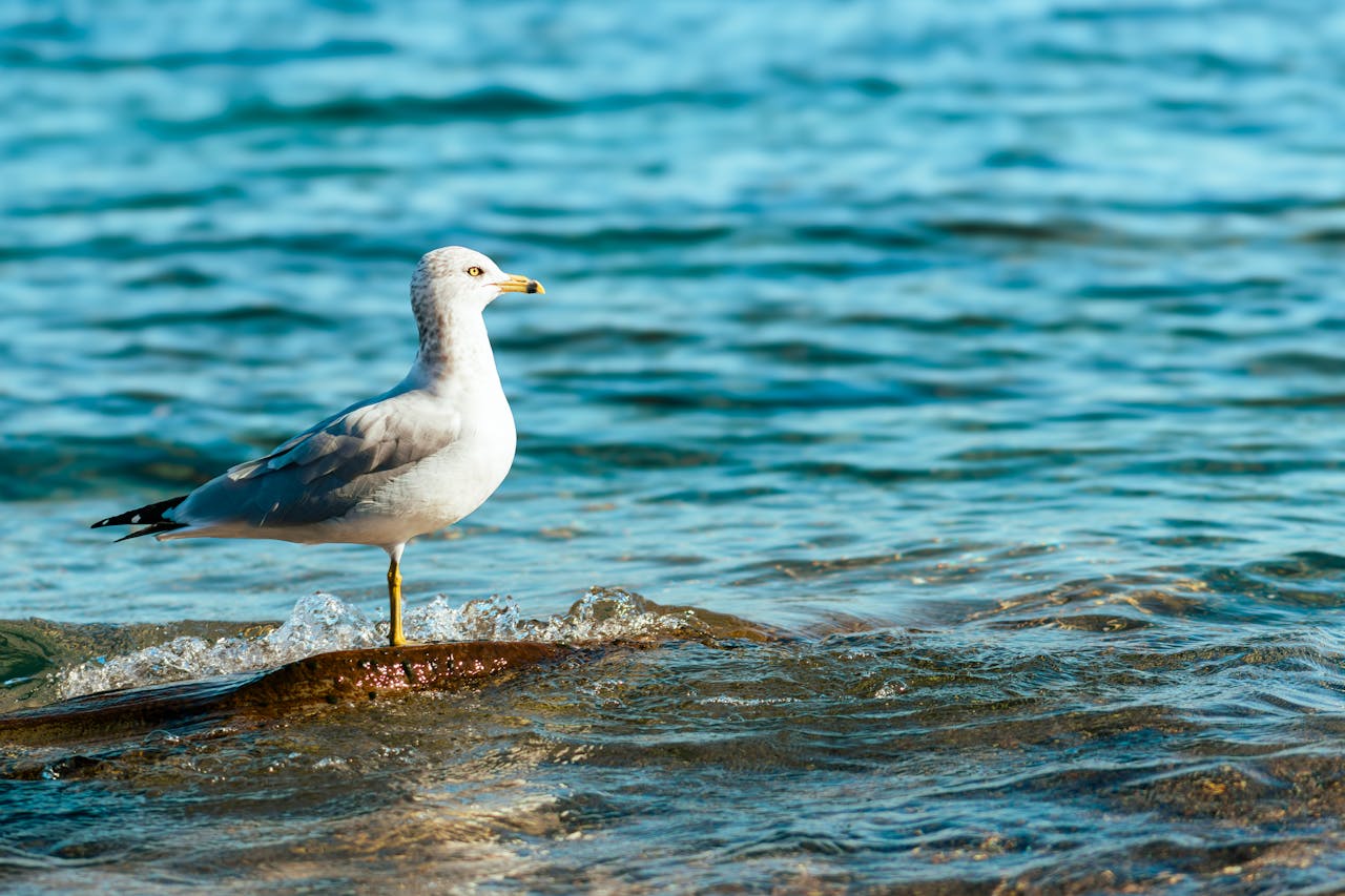 海と鳥