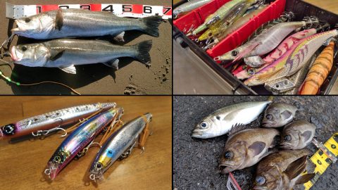 11月に海で狙える旬の魚種と釣り方を紹介！初心者におすすめの釣り方もあるぞ