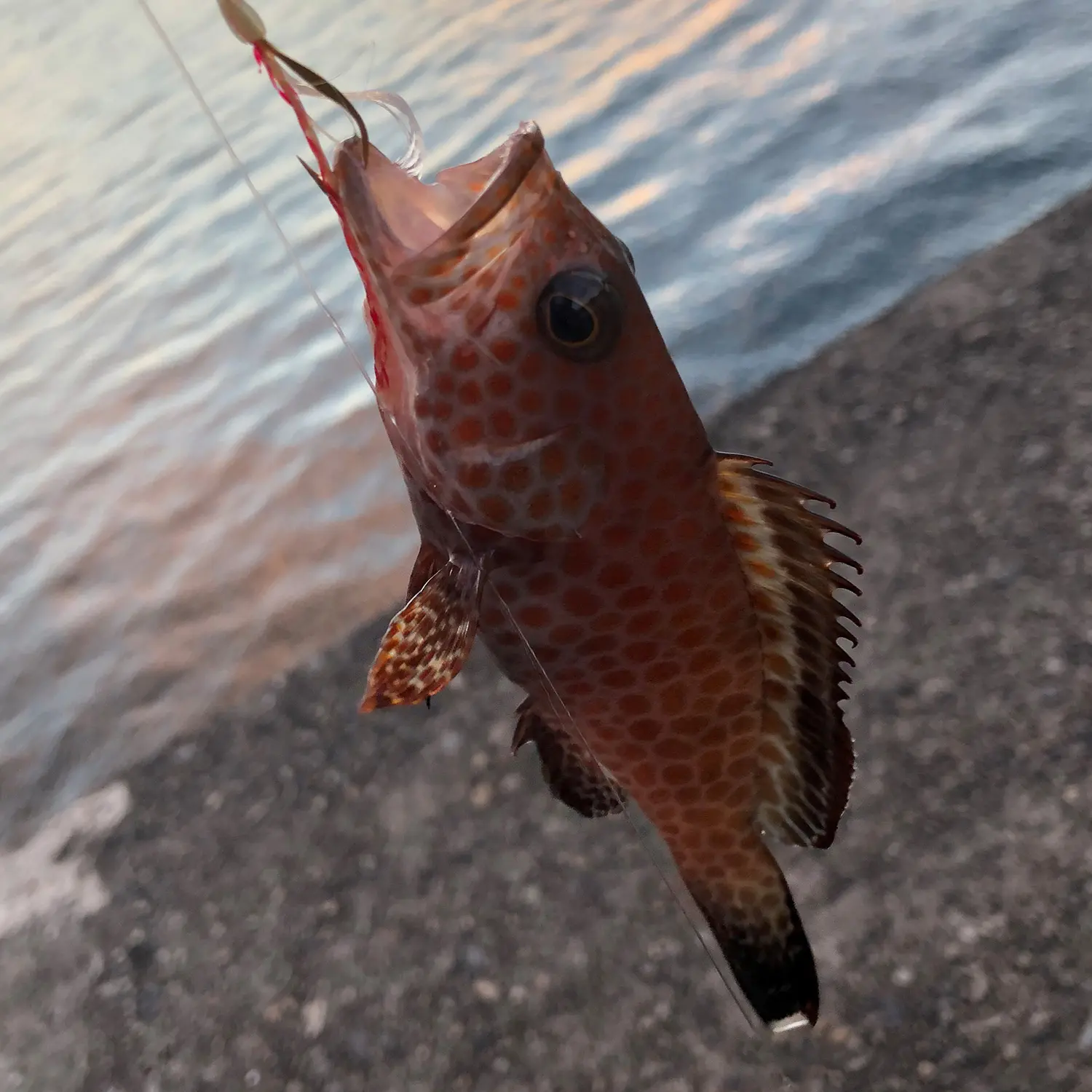 釣り上げた魚